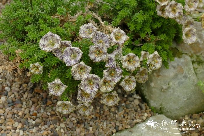 巴塔哥尼亚碧冬茄Petunia patagonica