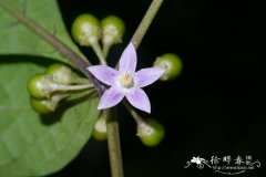 麻栗坡红丝线 Lycianthes marlipoensis