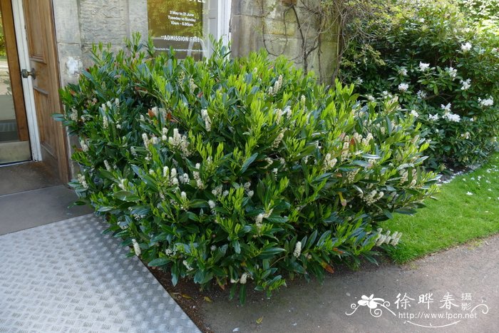 ‘狭叶’桂樱Laurocerasus officinalis 'Otto Luyken'
