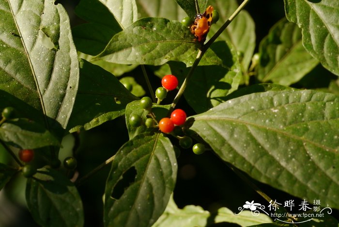 麻栗坡红丝线 Lycianthes marlipoensis