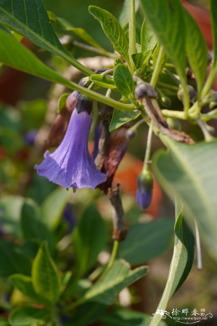 Iochroma australe