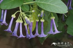大花悬铃果Iochroma grandiflorum