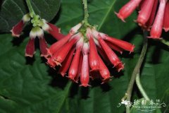 瓶子花Cestrum fasciculatum