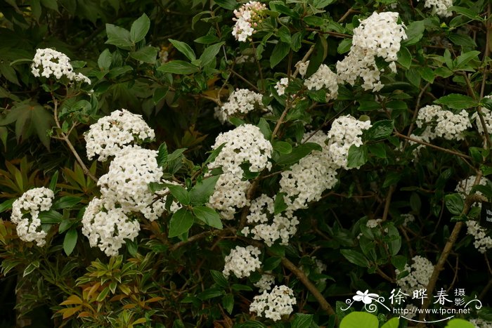 刺荚蒾Viburnum × burkwoodii