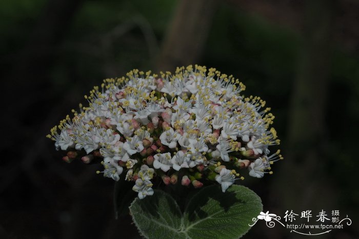 黄栌叶荚蒾Viburnum cotinifolium