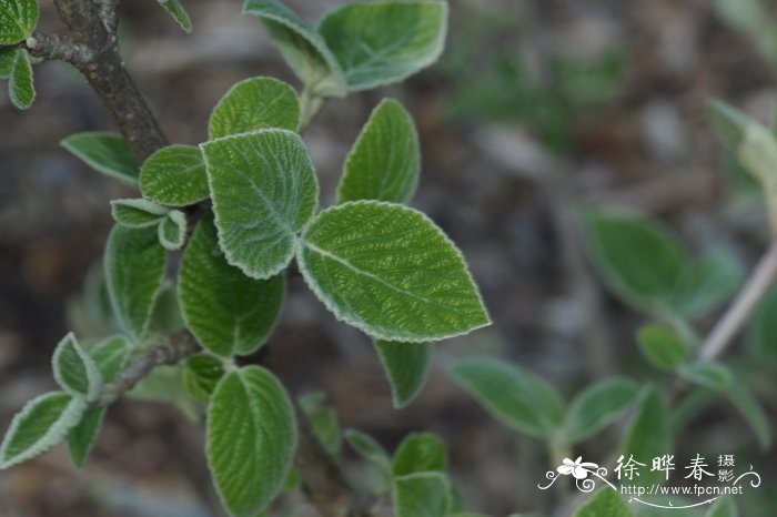 黄栌叶荚蒾Viburnum cotinifolium