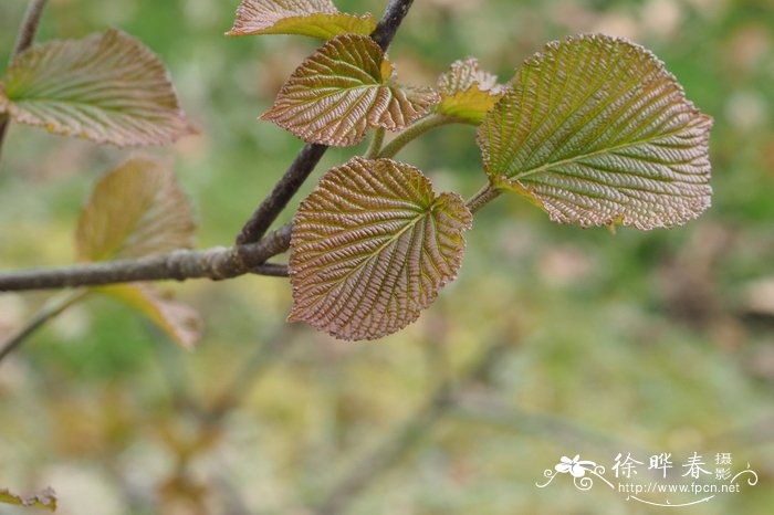 显脉荚蒾Viburnum furcatum