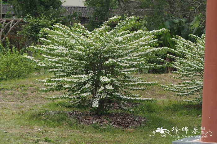 蝶花荚迷Viburnum hanceanum