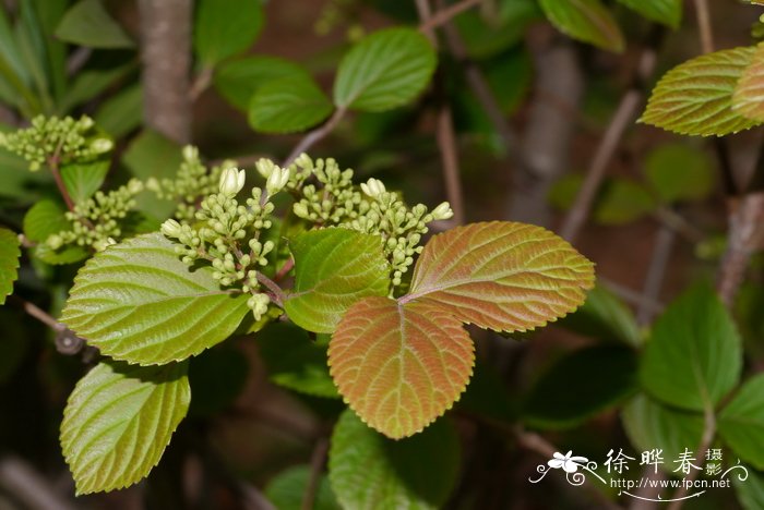 蝶花荚迷Viburnum hanceanum