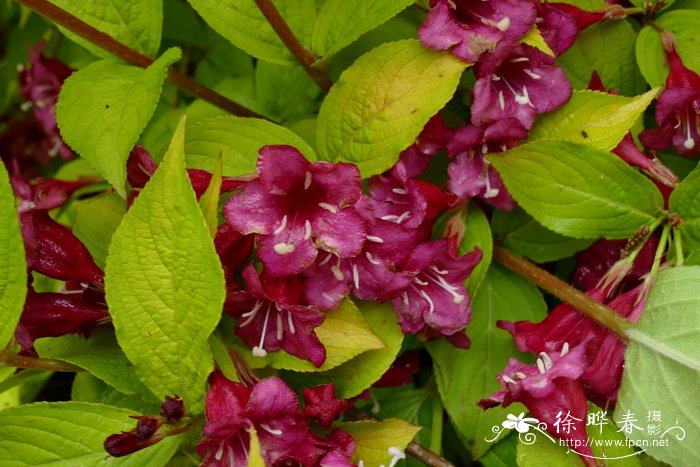 '金叶'红王子锦带Weigela florida 'Red Prince'