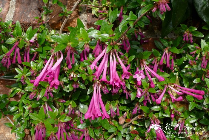 多花六道木Abelia floribunda