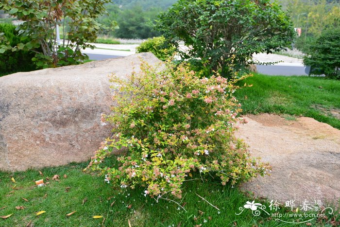 金叶六道木Abelia grandiflora‘Francis Mason'