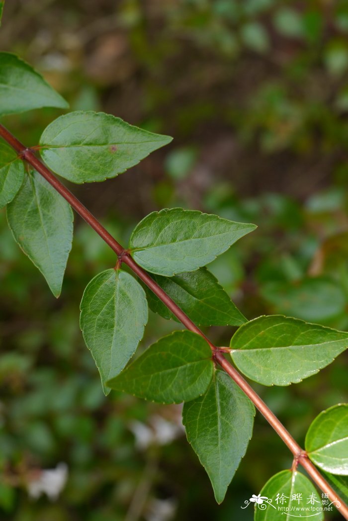大花六道木Abelia grandiflora
