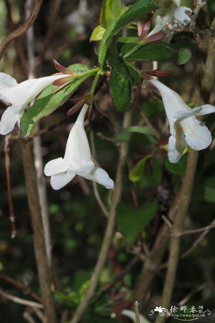 温州双六道木Abelia spathulata
