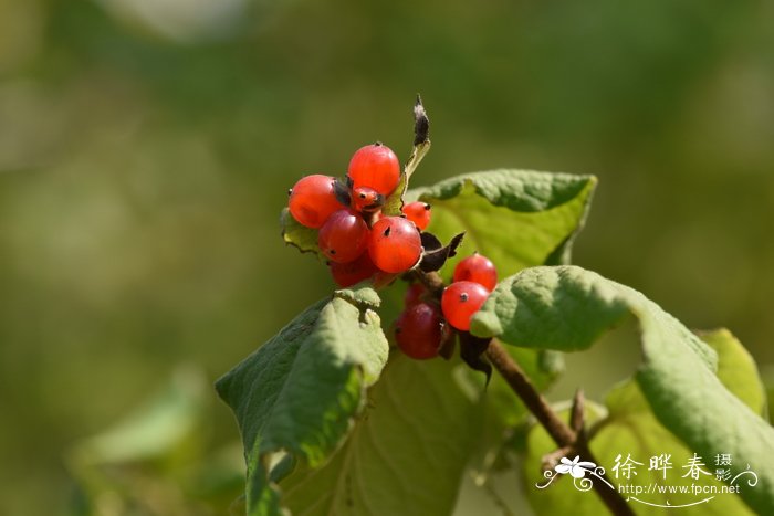 葱皮忍冬 Lonicera ferdinandi