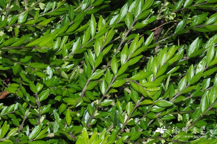 蕊帽忍冬 lonicera ligustrina var. pileata