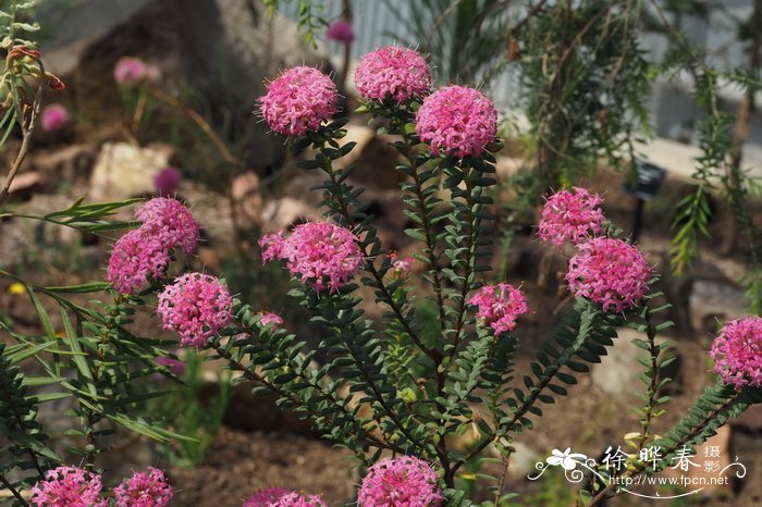 米瑞香Pimelea ferruginea