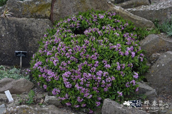 '蒂奇伯恩'苏珊娜瑞香Daphne susannae 'Tichborne'