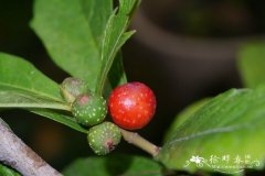 菱叶冠毛榕Ficus gasparriniana var. laceratifolia