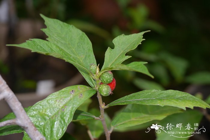 菱叶冠毛榕Ficus gasparriniana var. laceratifolia