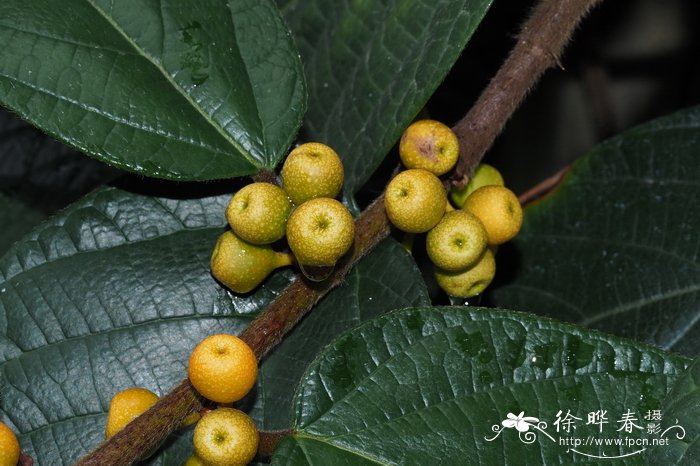 绒叶蔓榕Ficus villosa