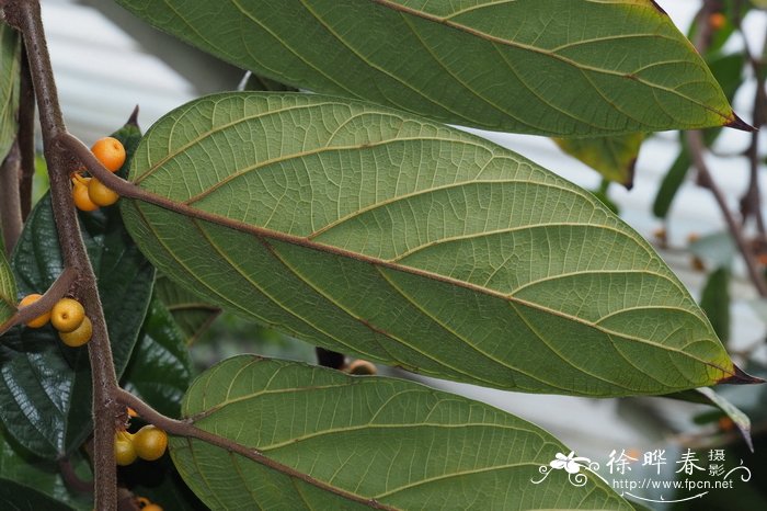 绒叶蔓榕Ficus villosa