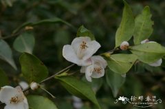 贵州连蕊茶Camellia costei