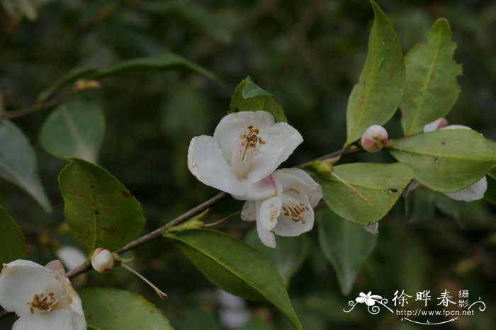 贵州连蕊茶Camellia costei