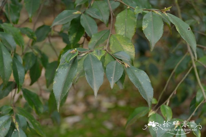 贵州连蕊茶Camellia costei