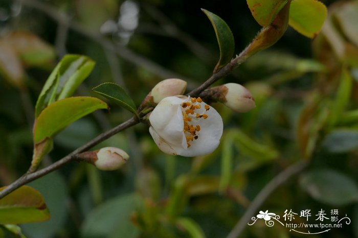浙江尖连蕊茶Camellia cuspidata var. chekiangensis