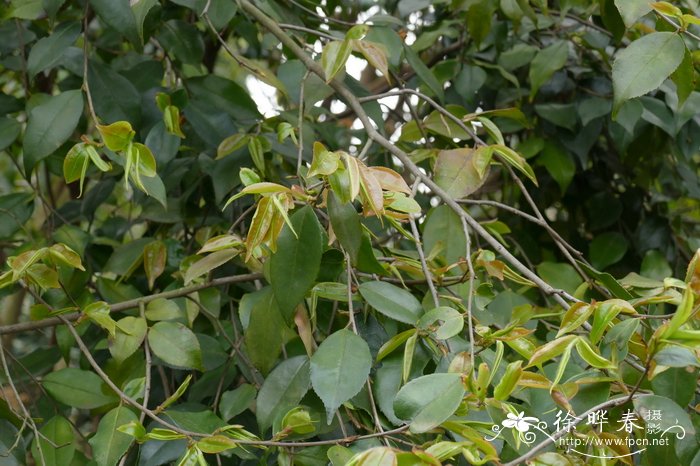 浙江尖连蕊茶Camellia cuspidata var. chekiangensis