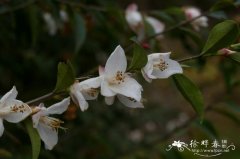 大花尖连蕊茶Camellia cuspidata var. grandiflora