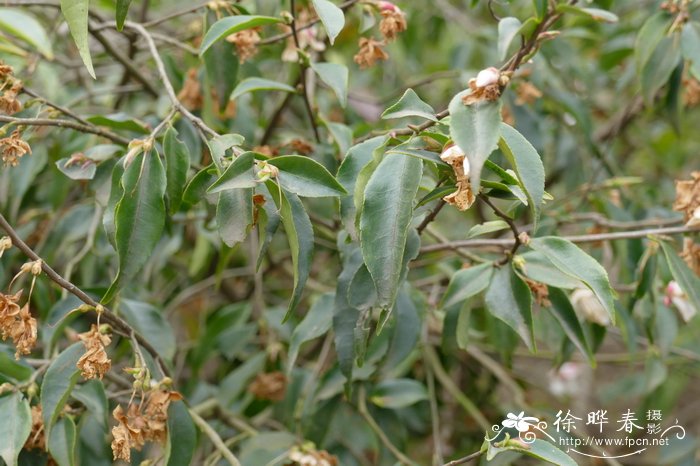大花尖连蕊茶Camellia cuspidata var. grandiflora