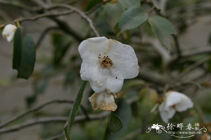 尖连蕊茶Camellia cuspidata