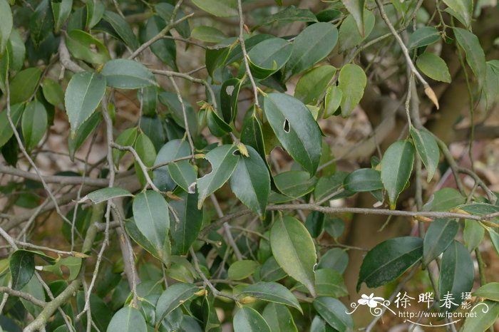 尖连蕊茶Camellia cuspidata