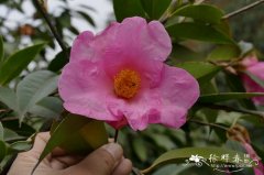 龙胜红山茶Camellia lungshenensis