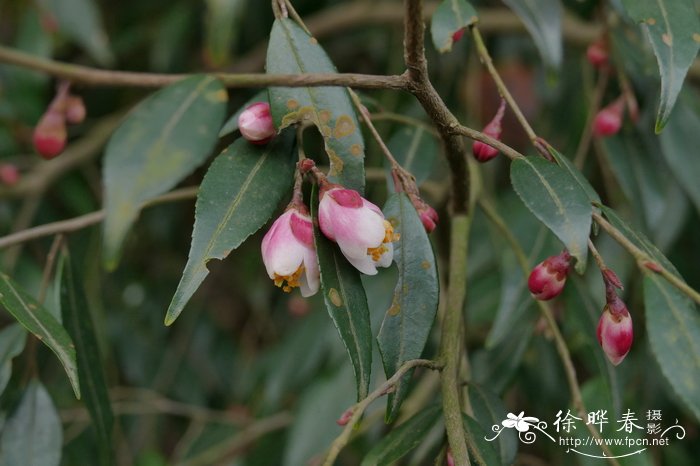 微花连蕊茶Camellia minutiflora