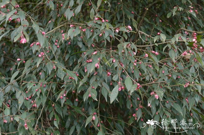 微花连蕊茶Camellia minutiflora