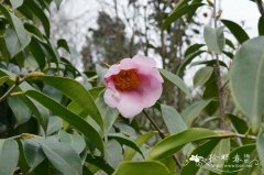 多变西南山茶Camellia pitardii var. compressa