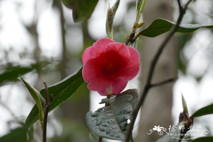 多齿红山茶Camellia polyodonta