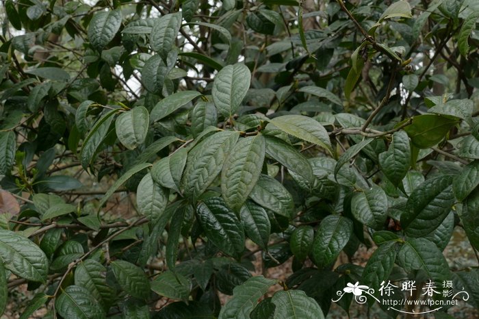 多齿红山茶Camellia polyodonta