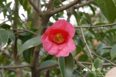 全缘红山茶Camellia subintegra