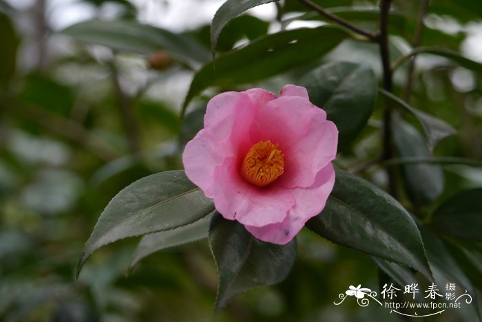 Camellia uraku 单体红山茶