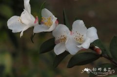 毛枝连蕊茶Camellia trichoclada