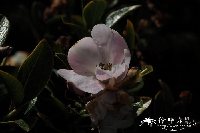 怒江红山茶Camellia saluenensis