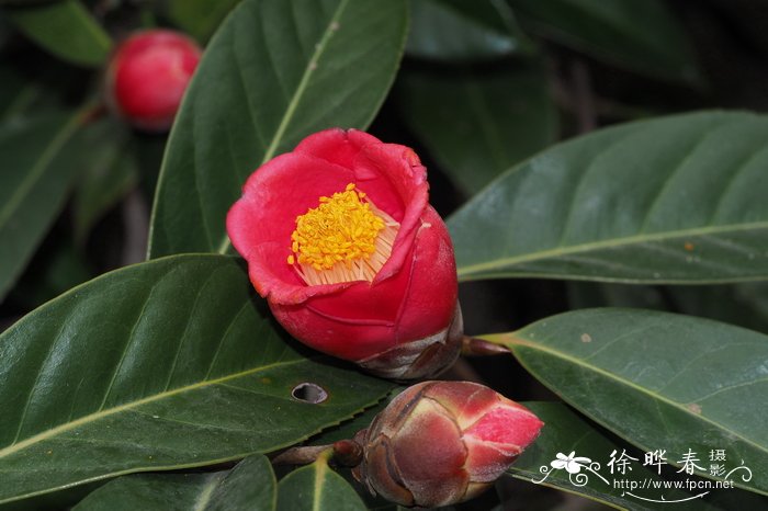 广宁红花油茶,南山茶camellia semiserrata