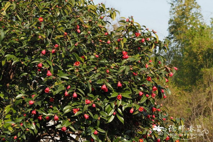 广宁红花油茶，南山茶Camellia semiserrata