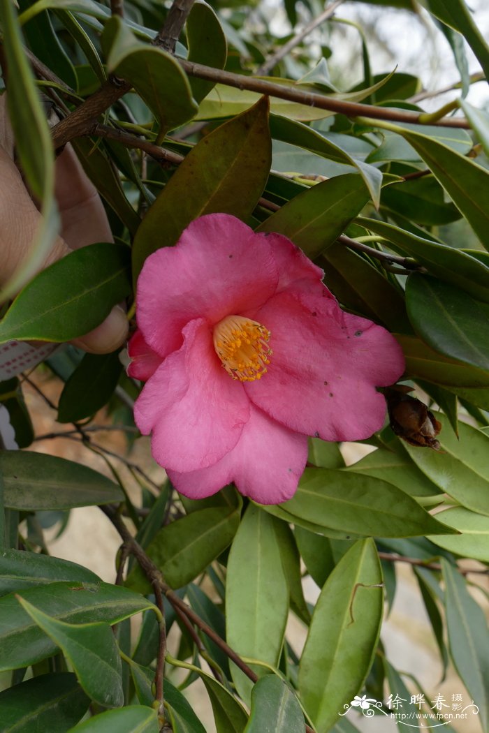 全缘红山茶 Camellia subintegra