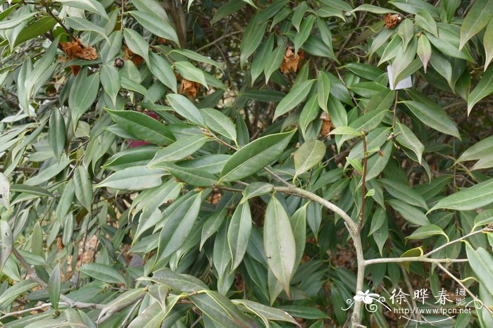 全缘红山茶 Camellia subintegra