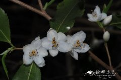 云南连蕊茶Camellia tsaii